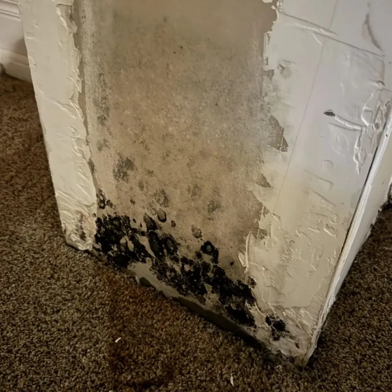 Professional Mold Removal in American Fork, UT